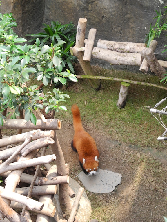 Giant Panda Adventure