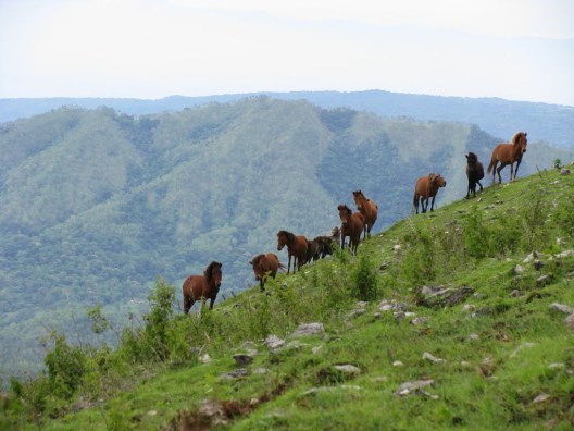 Horse Pack Near Summit of Mundo Perdido