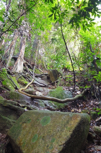 Rock Path, Bukit Timah Nature Reserve.