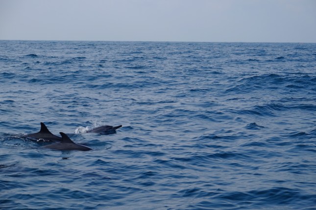 Dolphins at Kiluan