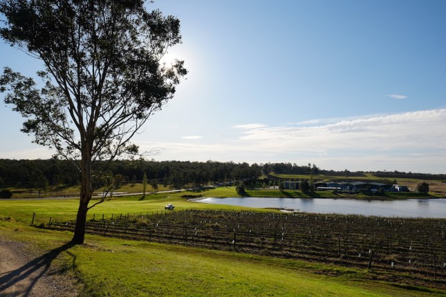 Vineyard Hunter Valley