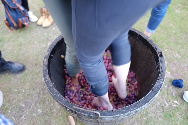 Grape Stomping Hunter Valley