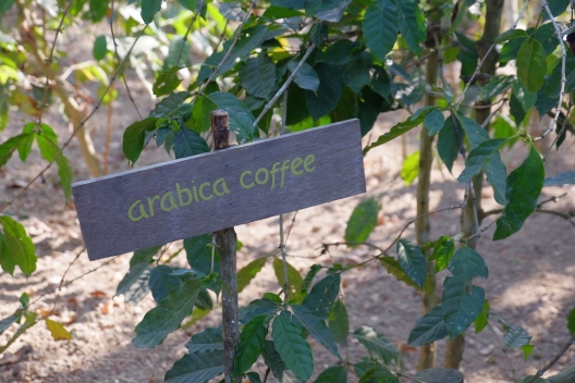 Arabica Coffee Bali Pulina