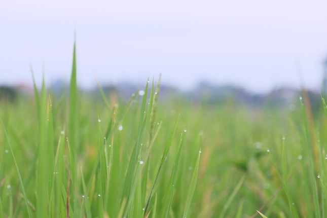 Pemandangan Embun Pagi Subak Sembung