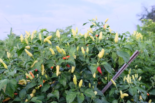 Cabe Siap Panen Subak Sembung ASTRA