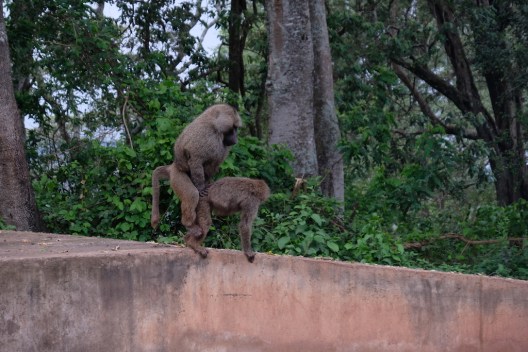 Ngorongoro