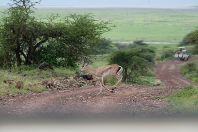 Safari Ngorongoro Crater