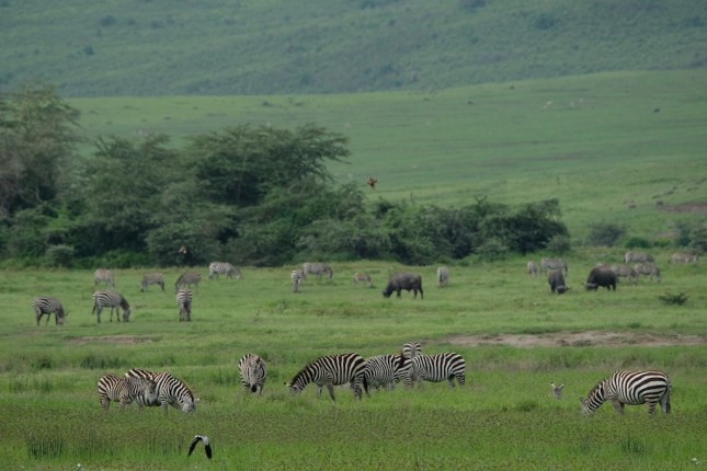 Ngorongoro Crater