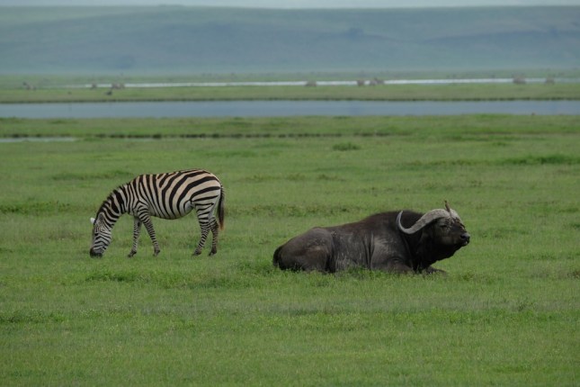 Ngorongoro Crater