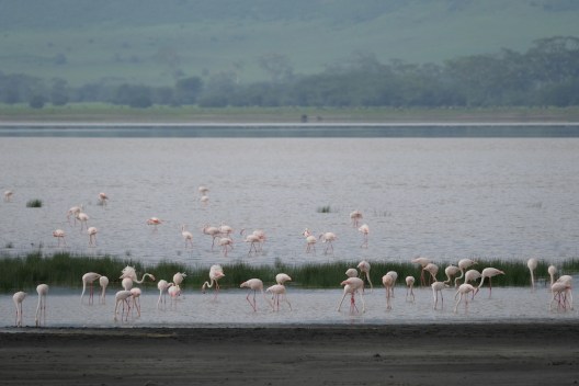 Ngorongoro Crater