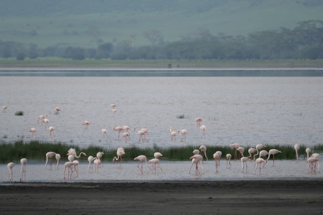 Ngorongoro Crater