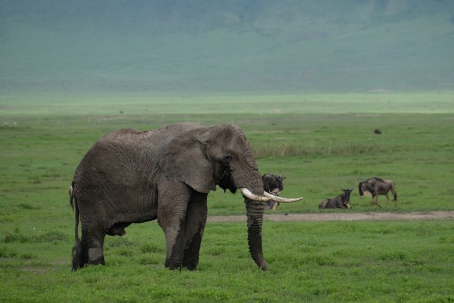 Ngorongoro Crater