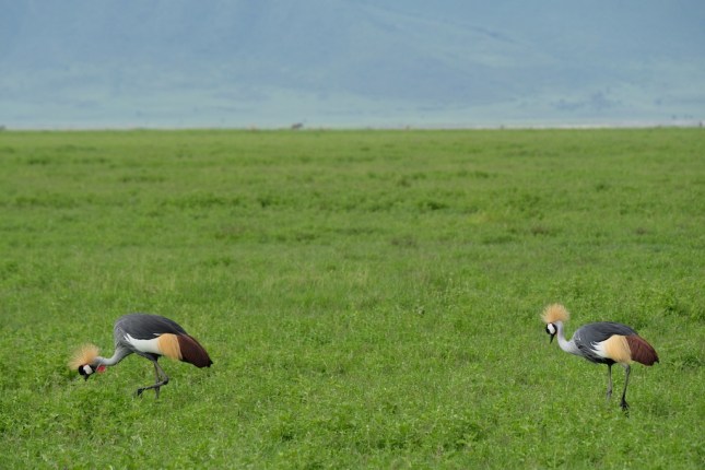 Ngorongoro Crater
