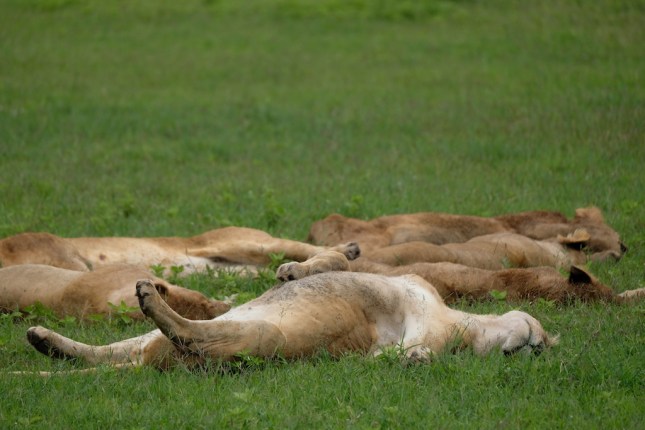 Ngorongoro Crater
