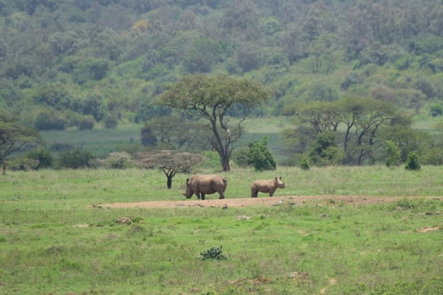 Nairobi National Park
