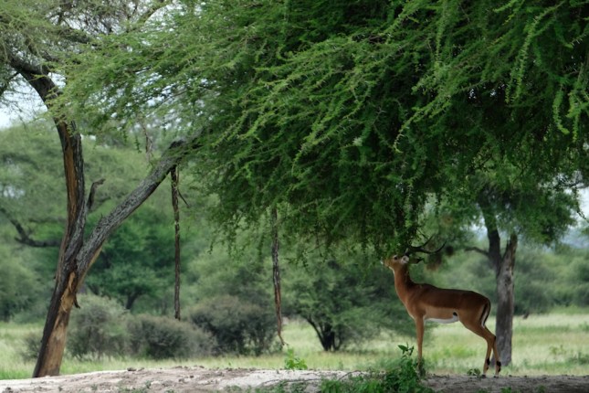 Tarangire National Park