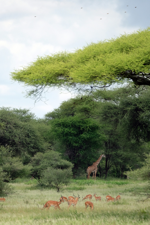 Tarangire National Park