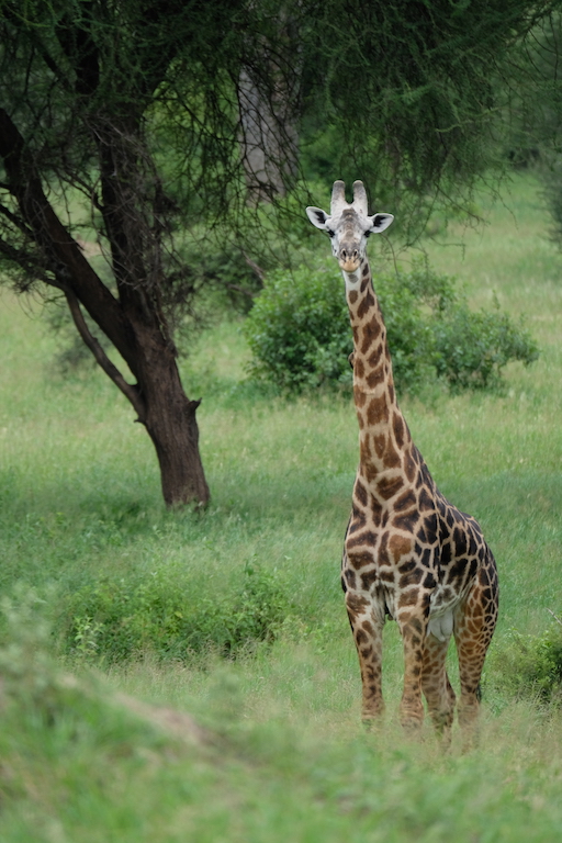 Tarangire National Park
