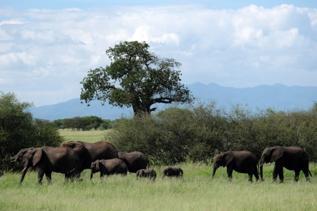 Tarangire National Park