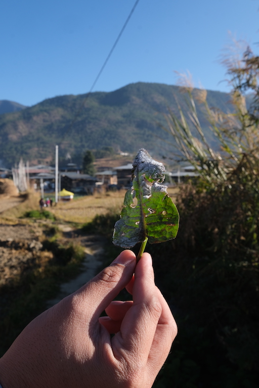 Chimi Lhakhang Village