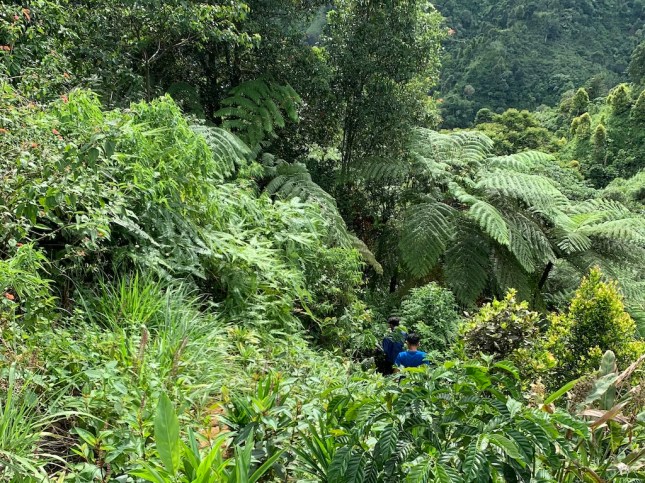 Road to Curug Kalimata