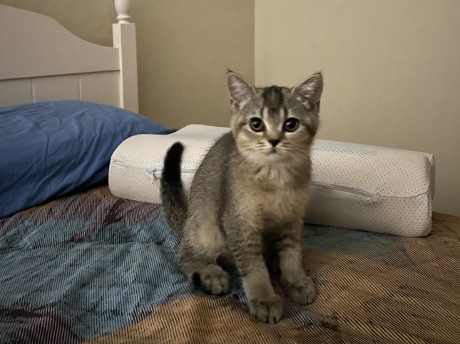 arievrahman abby the cat